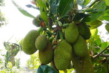 Cluster of Jackfruits Growing on Tree Trunk, Tropical Botanical Close Up in Natural Light