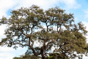Typical tree of the Brazilian cerrado biome in an idyllic setting