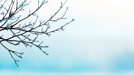 Obraz premium Bare branches in silhouette in blue tones representing tranquility. 