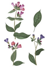 Pulmonaria flower as a botanical illustration of
 purple-pink forest flowers, for poster