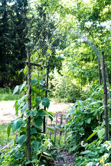 Garden Trellis with Climbing Beans / Concept: DIY Support Structure for Pumpkin, Bean and Cucumber...