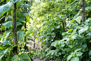 Garden Trellis with Climbing Beans / Concept: DIY Support Structure for Pumpkin, Bean and Cucumber...