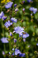Chicory