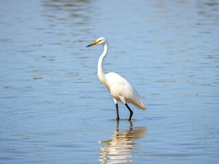 White egret wading through shallow waters with its long neck, natural habitat, white egret