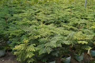Norfolk Island pine trees or Araucaria cunninghamii also known as Christmas tree plants are growing in a nursery