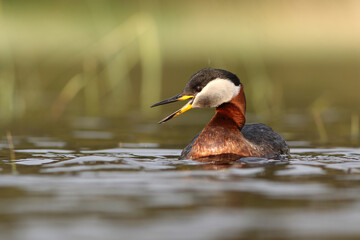 Perkoz rdzawoszyi (Podiceps grisegena), red-necked grebe  © Bartosz Rakoczy