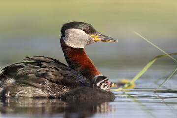 Perkoz rdzawoszyi (Podiceps grisegena), red-necked grebe  © Bartosz Rakoczy