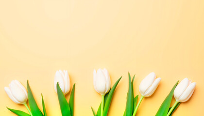 Delicate cream tulips arranged in soft pastel, elegant design concept, for Valentine's Day, Happy Women's Day, Mother's Day, Easter, Birthday. Top view, copy space