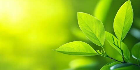 Obraz premium Young green shoots on trees. 