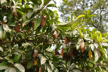 Sapota Tree with Elongated Brown Fruits, Botanical Close-Up in Natural Outdoor Light