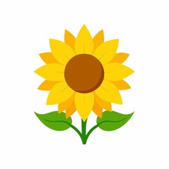 sunflower isolated on white background