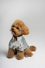 Red dog of the Maltipoo breed in a silver jacket.