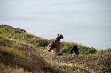 Beautiful dog on the coast