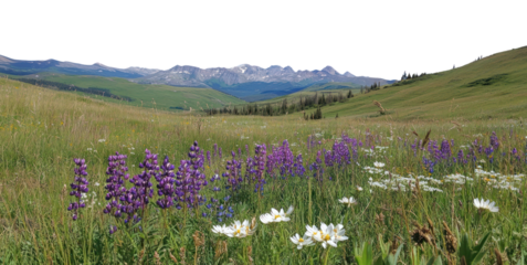 PNG Purple flowers and white wildflowers grass landscape outdoors.