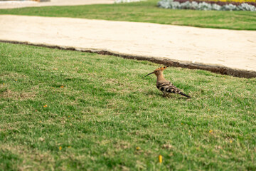 Colorful bird foraging on lush green grass in an Egyptian garden during daytime