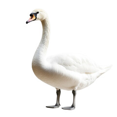 Fototapeta premium Elegant White Swan on Black Background on a white background.