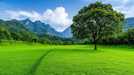 Obraz premium Serene Landscape of a Single Tree in Lush Green Field with Majestic Mountains Under a Vivid Blue Sky