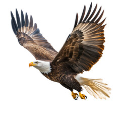 Obraz premium Majestic Bald Eagle in Flight Isolated on Transparent Background