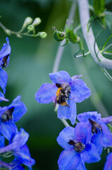 Larkspur