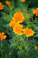 Marigolds