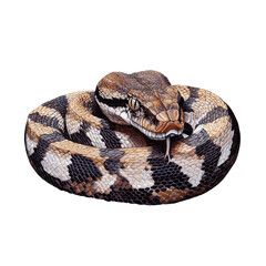 Obraz premium Majestic Python Coiled in Natural Elegance on a white background.
