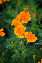 Marigolds
