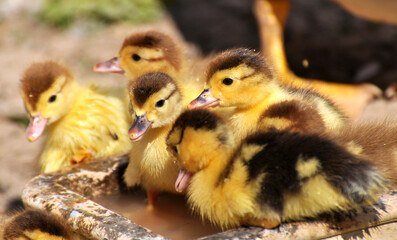 Young ducks of musk breed (Cairina moschata)
