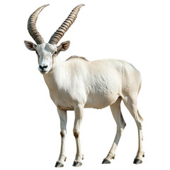 Fototapeta premium Majestic White Antelope with Twisted Horns on a white background.