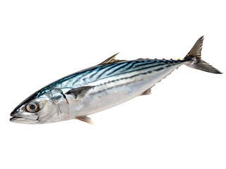 A small bonito with shimmering silver and dark blue stripes, isolated on transparent background.