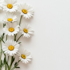 Fototapeta premium Flat lay of fresh white daisies forming a soft floral border on a bright white background, open center space for text or design, minimalist and modern botanical style, ultra-detailed realism
