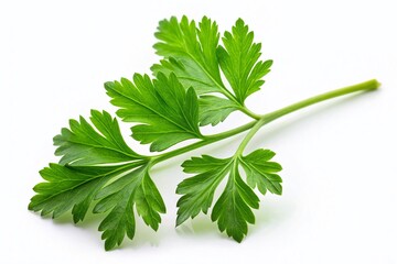 Fototapeta premium Fresh Green Parsley Sprig, Minimalist White Background Stock Photo