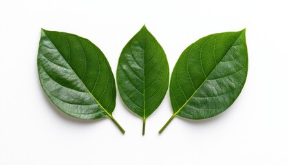 Obraz premium Fresh green leaves arranged on a white background, symbolizing nature and tranquility.