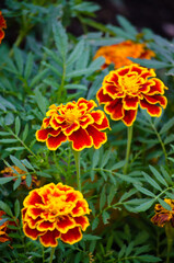 Marigolds