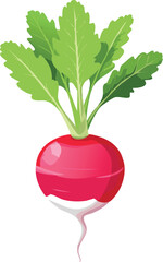 Radish