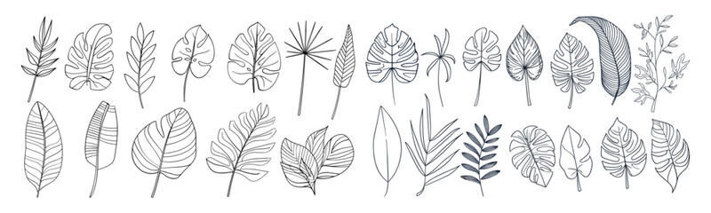 Outline tropic palm leaf set, continuous line art monstera, jungle foliage floral element, editable stroke, vector illustration, tropical tree leaves, exotic greenery, nature design © aura studio