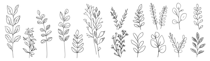 Vector outline boho branch, eucalyptus leaf, fern, olive foliage, salal plant, continuous line art, editable stroke, decorative leaves, floral element, isolated illustration © aura studio