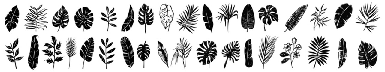 Hand drawn palm leaf illustration, crayon brush texture, black monstera foliage, banana tree silhouette, tropical jungle leaves, vector grunge texture, nature design elements,