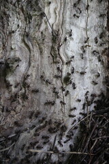 Formicidae ants on old wood synergy