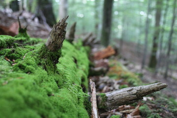 Abies alba, fir tree in old forest in central europe in czech republic in landscape park, protected area beskydy mountain, old forest, primaver forest, almost virgin forest, non disturbed by human