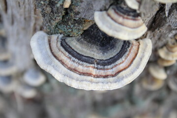 Trametes versicolor mushroom on wood
