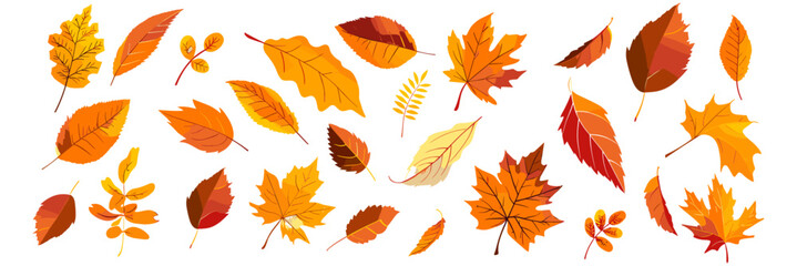 Vector autumn leaves in the wind, fall foliage, wind blowing leaves, white background, nature motion, autumn scene, seasonal leaves illustration, nature design