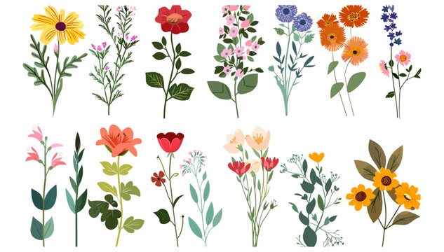 vector illustration of different flowers, floral decoration, colorful flowers, blooming petals, botanical design, vibrant flowers, flower set, white background, nature artwork