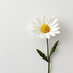 Obraz premium High-key photography of a white daisy with natural lighting, placed on a smooth white background, minimal and sophisticated floral aesthetic, ultra-realistic textures
