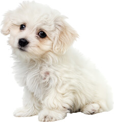 Adorable Fluffy Puppy