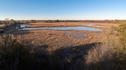 Obraz premium Golden reeds and tranquil water create a serene wetland scene beneath a vast clear sky.