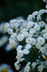 White flowers