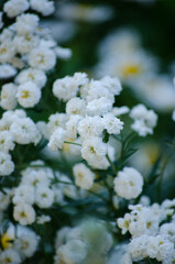 White flowers