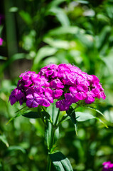 Fototapeta premium Carnation