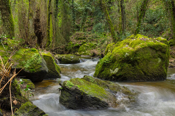 Fototapeta premium Beautiful forest river with small waterfalls and exotic vegetation