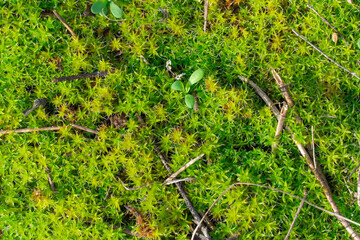 Green young sphagnum moss in nature. Beautiful grass of peat-moss grows in forest. Mound of soil is covered with dense plants. Moss genus of family sphagnaceae is oldest inhabitant of earth. Wetlands.
